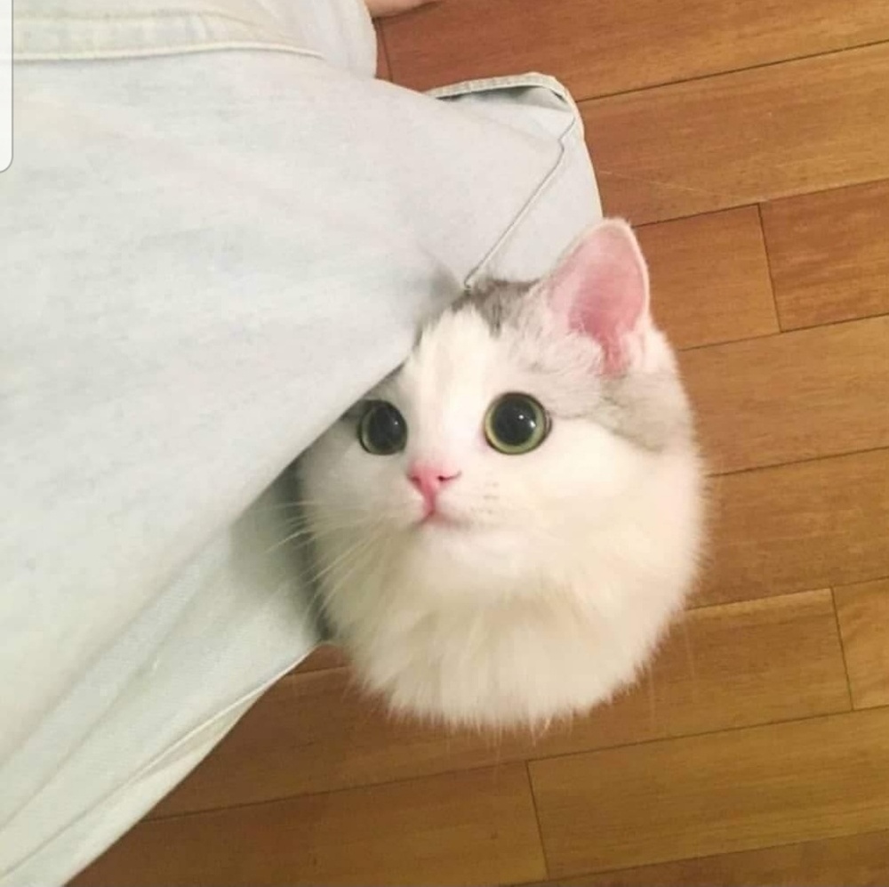 Meet your Posher, Nessa